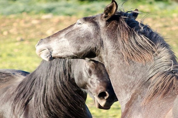Horse Riding