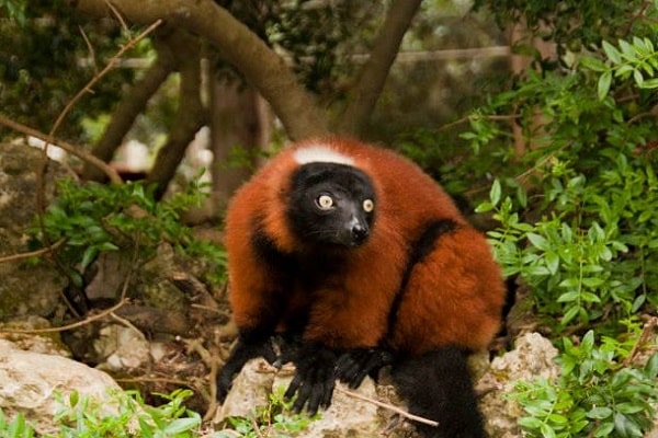 Zoos and wildlife parks